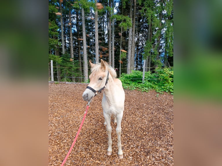 Haflinger Hengst Fohlen (04/2025) Fuchs in Bischofshofen