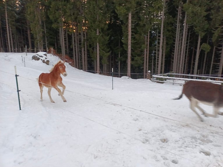 Haflinger Hengst Fohlen (04/2025) Fuchs in Bischofshofen