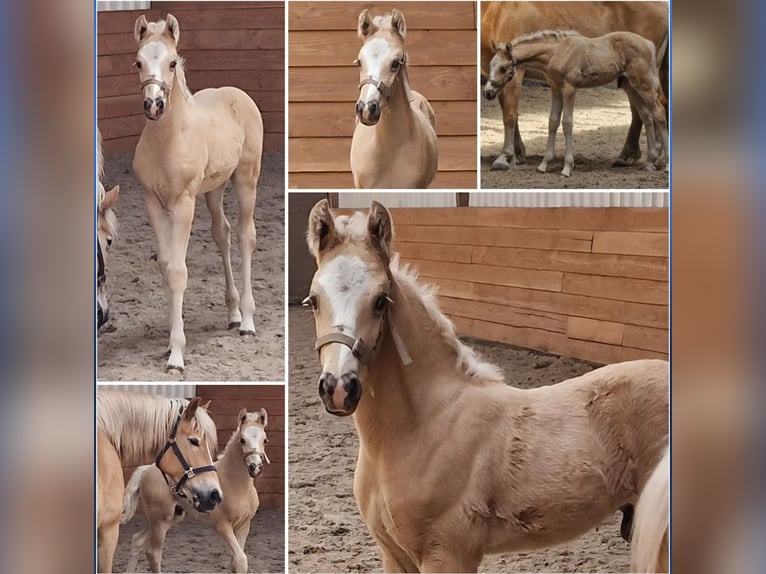 Haflinger Hengst Fohlen (04/2026) Palomino in Den Ham