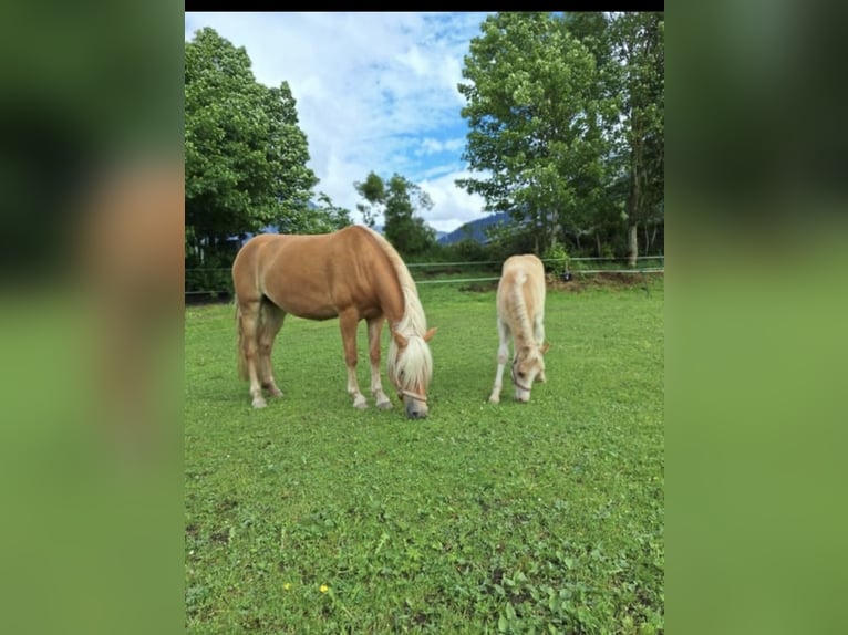 Haflinger Hengst Fohlen (01/2026)  in Au
