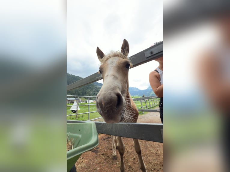 Haflinger Hengst Fohlen (01/2026)  in Au