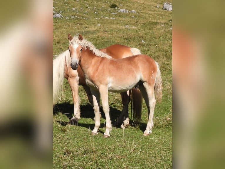 Haflinger Hengst Fohlen (04/2025) in Eben im Pongau