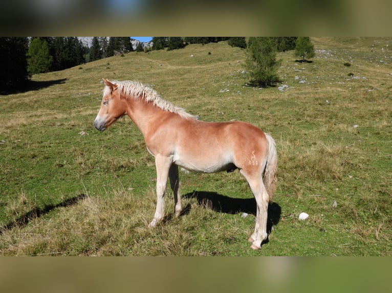 Haflinger Hengst Fohlen (04/2025) in Eben im Pongau