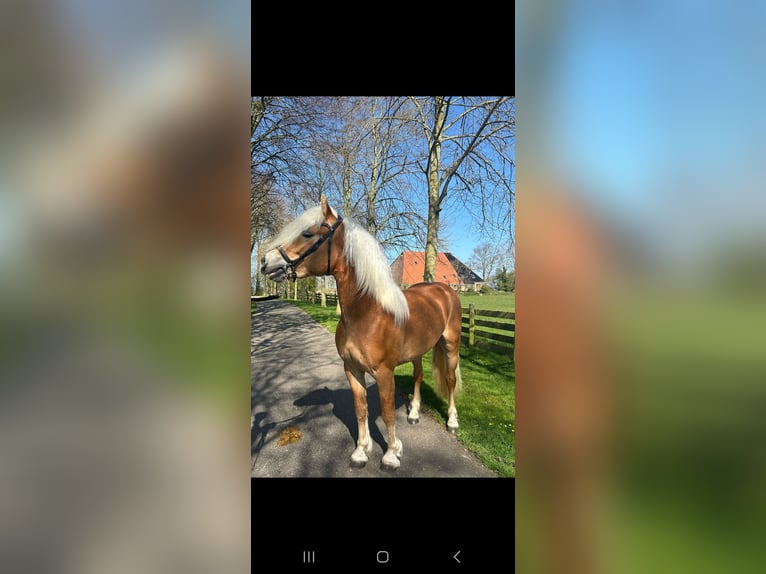 Haflinger Hengst in Oudega