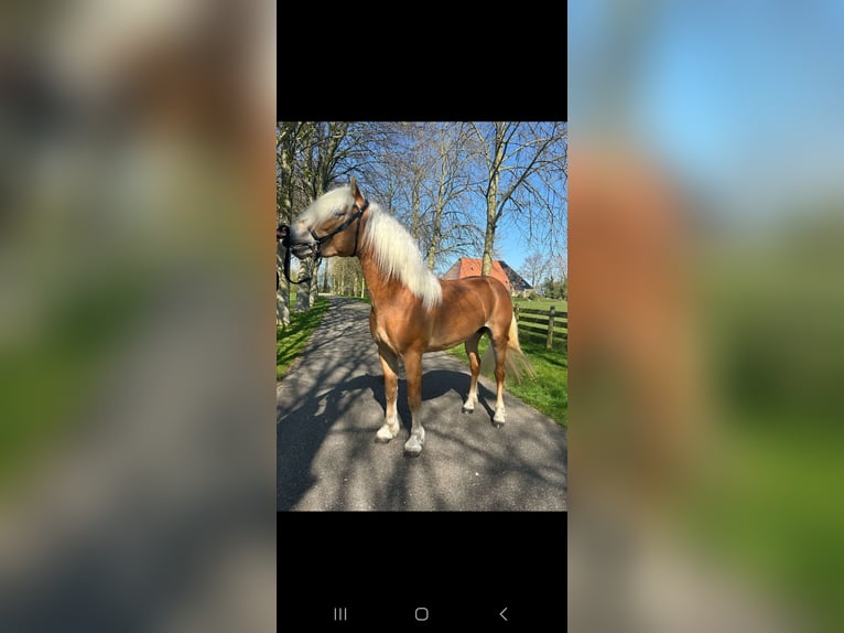 Haflinger Hengst in Oudega