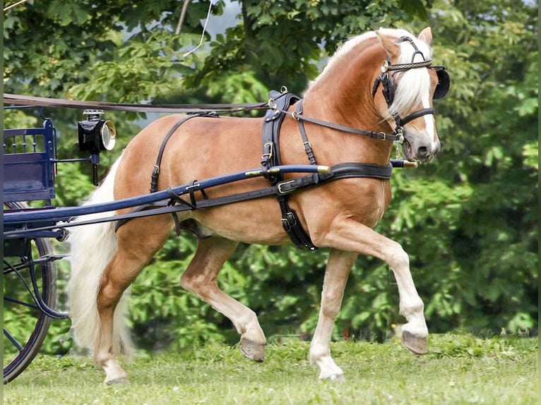 Haflinger Hengst Fuchs in Kamenz