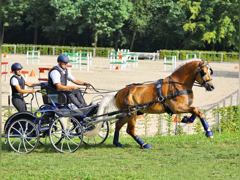 Haflinger Hengst Fuchs in Marlishausen