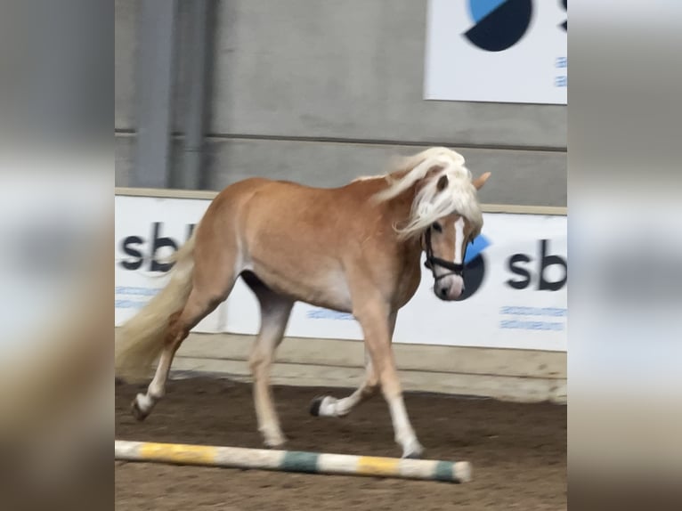 Haflinger Hengst Fuchs in Staufenberg