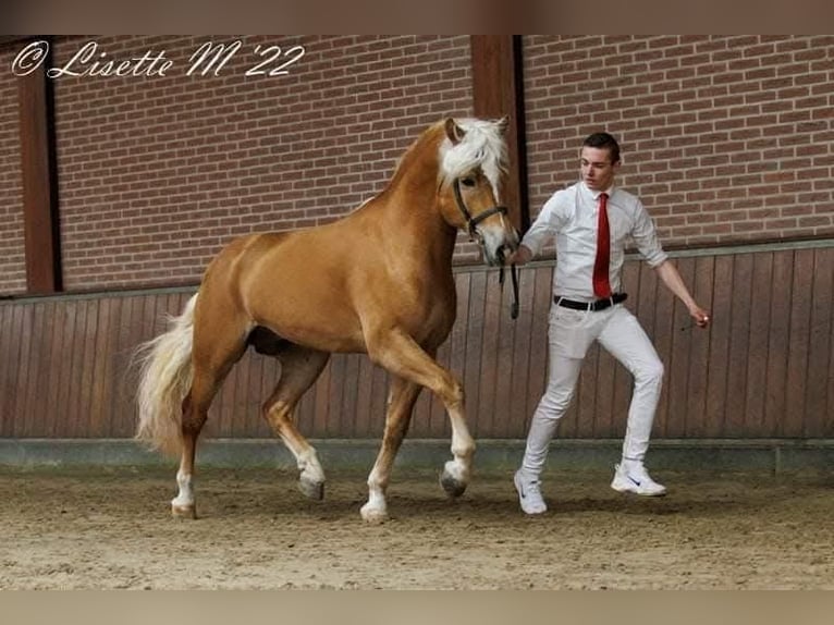Haflinger Hengst Fuchs in Lelystad