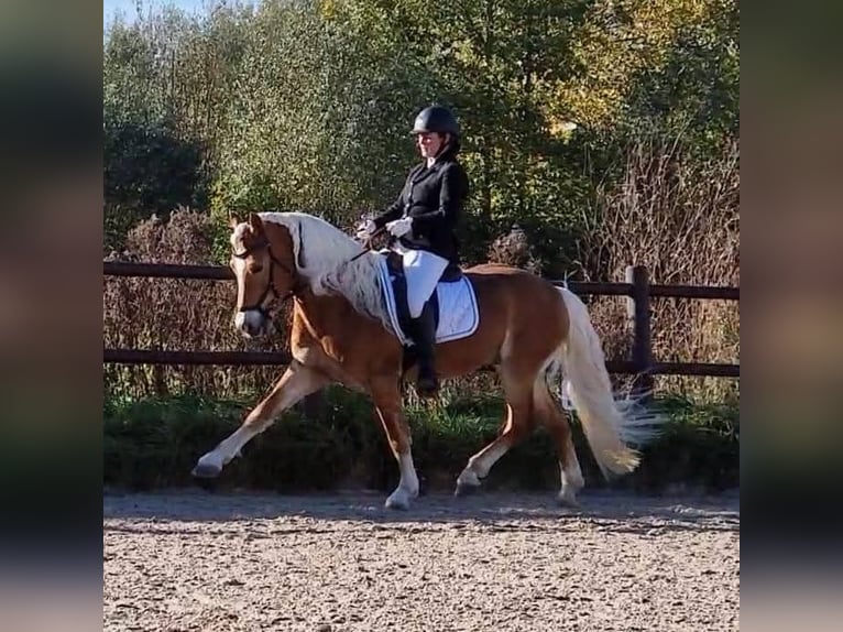 Haflinger Hengst Fuchs in Lelystad