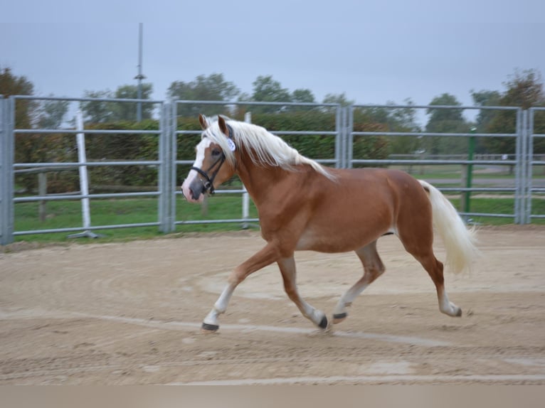 Haflinger Hengst Fuchs in Juvincourt et Damary