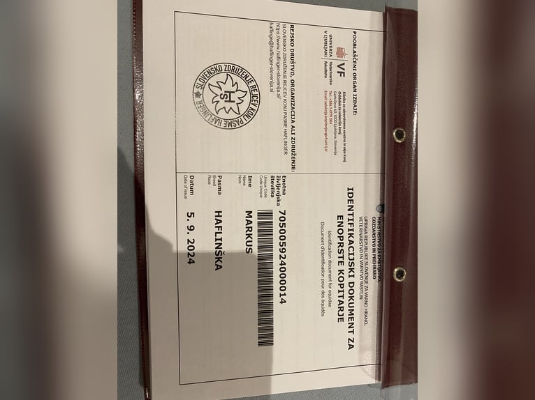 Haflinger Hengst Hellbrauner in Novo mesto