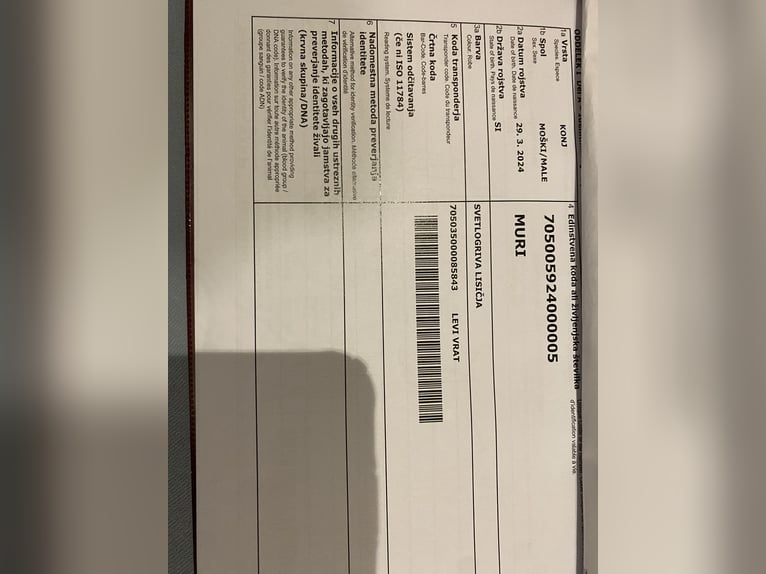 Haflinger Hengst Hellbrauner in Novo mesto