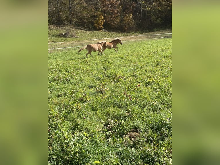 Haflinger Hengst Hellbrauner in Novo mesto