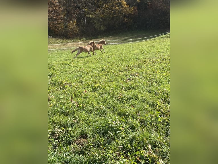 Haflinger Hengst Hellbrauner in Novo mesto