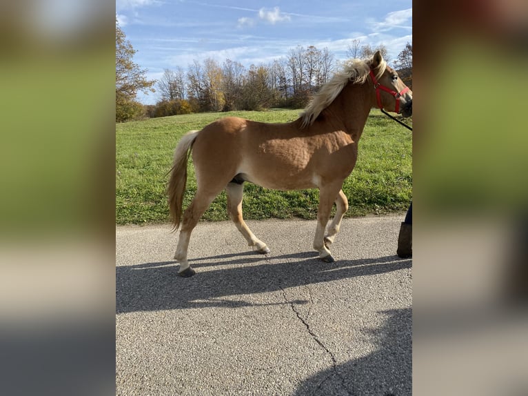 Haflinger Hengst Lichtbruin in Novo mesto