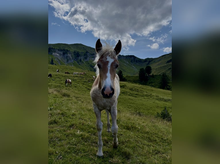 Haflinger Hengst Veulen (03/2026) 125 cm Vos in Wattenberg