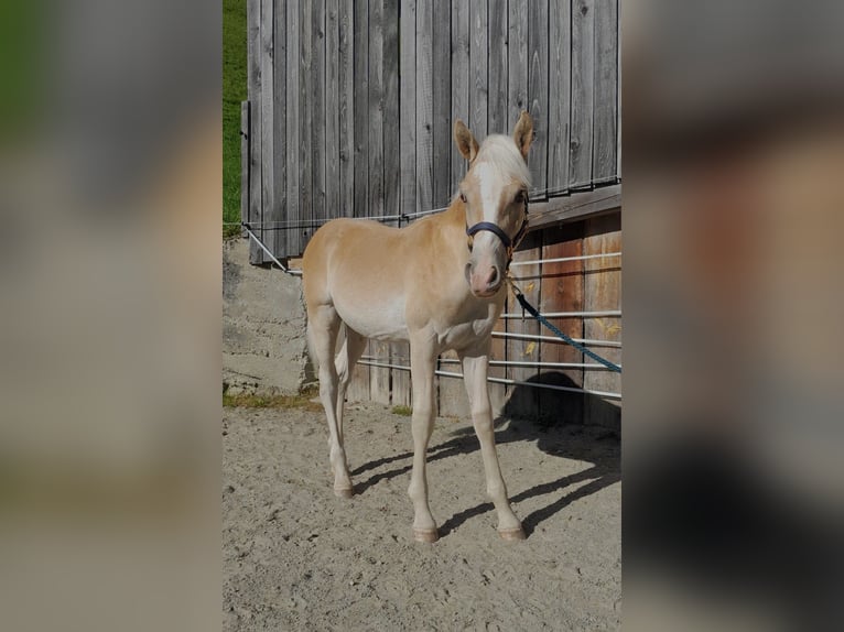 Haflinger Hengst Veulen (03/2026) 130 cm  in Rum