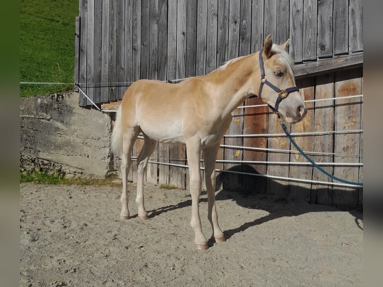 Haflinger Hengst Veulen (03/2026) 130 cm  in Rum