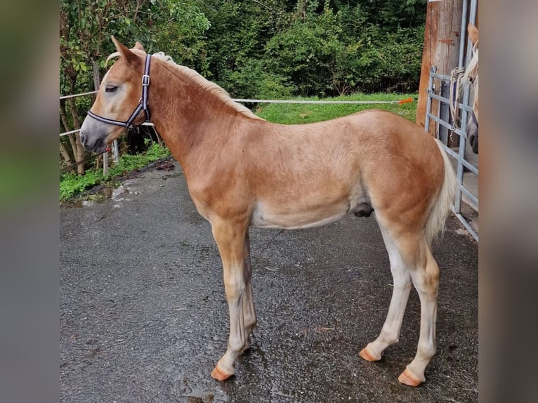 Haflinger Hengst Veulen (04/2025) 130 cm Vos in Dellach
