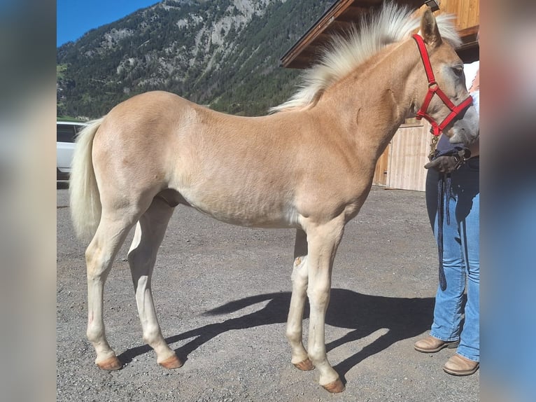 Haflinger Hengst Veulen (04/2025) 130 cm Vos in Dellach