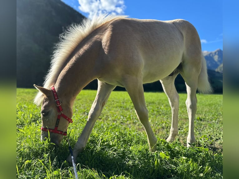 Haflinger Hengst Veulen (04/2025) 130 cm Vos in Dellach