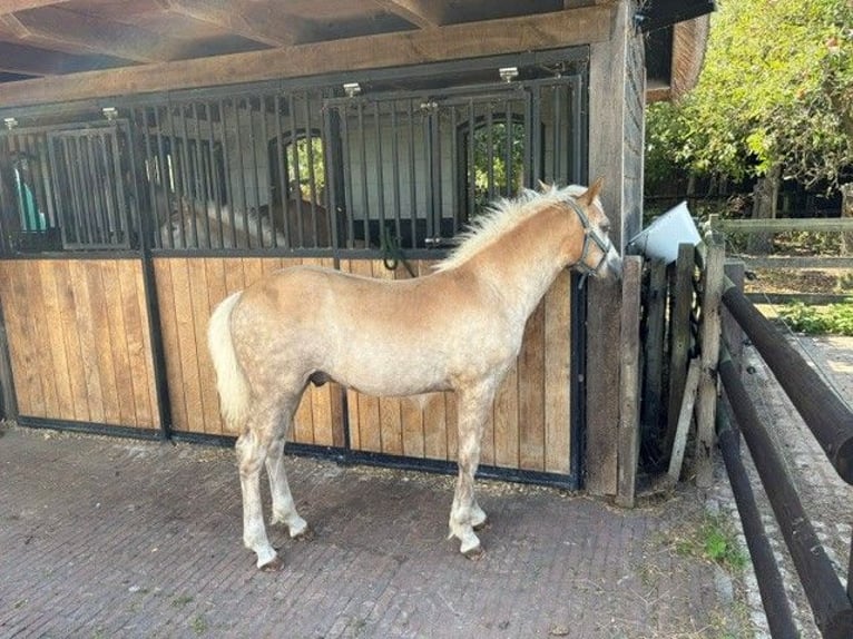 Haflinger Hengst Veulen (01/2026) 130 cm Vos in Hoevelaken