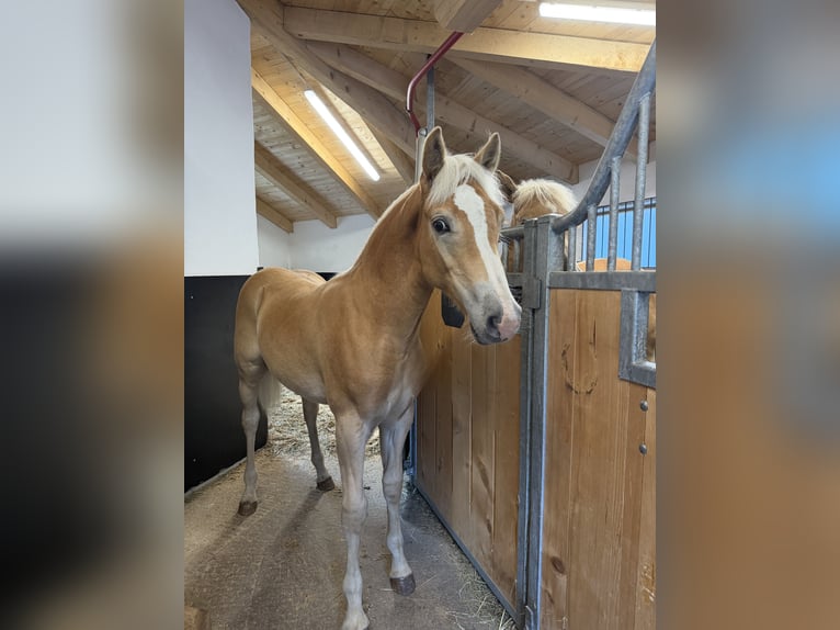 Haflinger Hengst Veulen (02/2026) 133 cm Vos in Steinach am Brenner