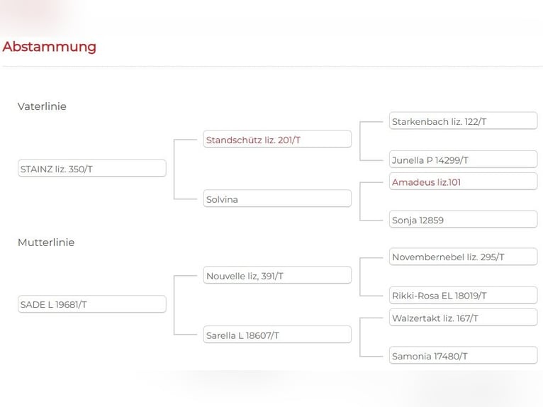 Haflinger Hengst Veulen (04/2025) 135 cm Vos in Dellach