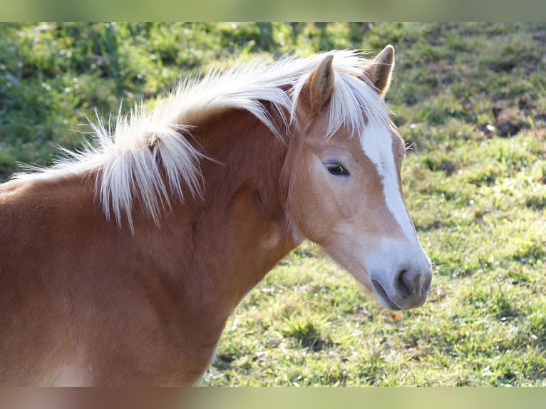 Haflinger Hengst Veulen (04/2025) 135 cm Vos in Dellach