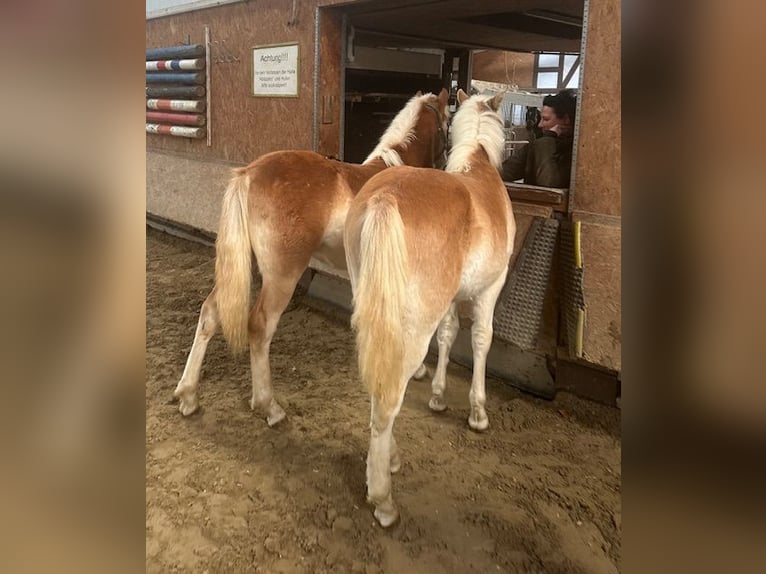 Haflinger Hengst Veulen (03/2025) 145 cm Vos in Witten