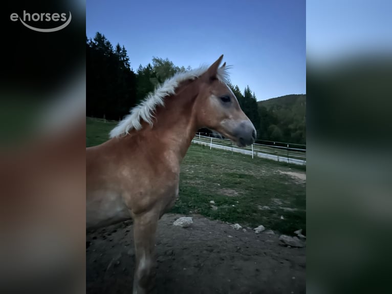 Haflinger Hengst Veulen (04/2026) 149 cm  in Aigen im Mühlkreis