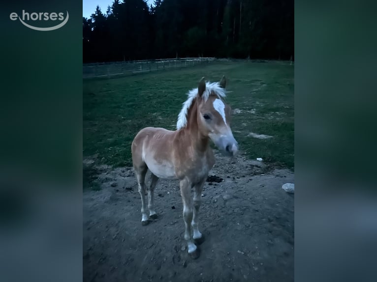 Haflinger Hengst Veulen (04/2026) 149 cm  in Aigen im Mühlkreis