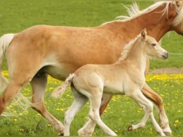 Haflinger Hengst Veulen (02/2026) 150 cm  in Rimini