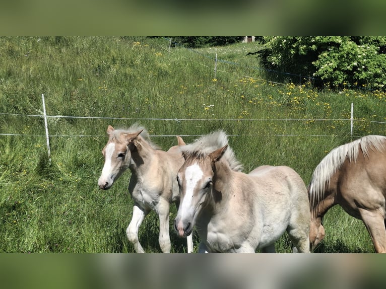 Haflinger Hengst Veulen (02/2026) 150 cm  in Landeck