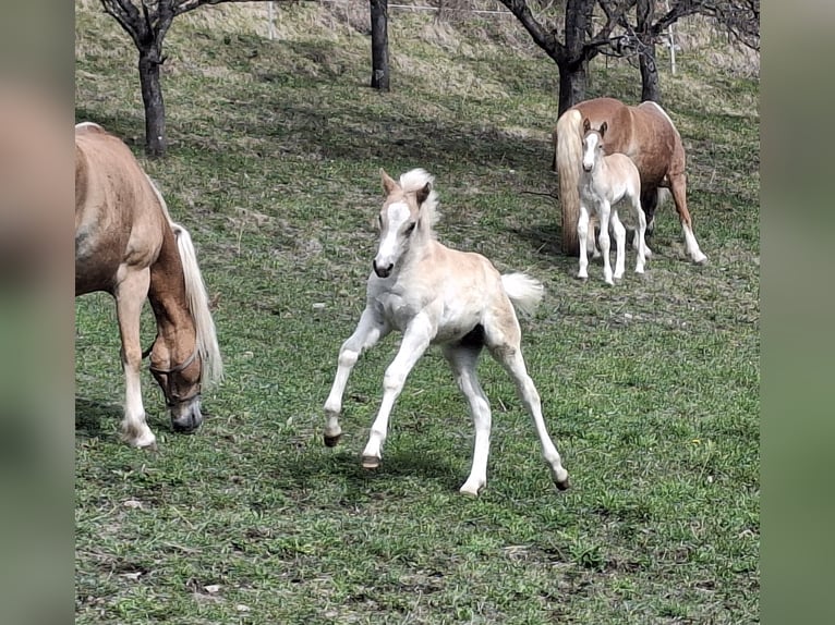 Haflinger Hengst Veulen (02/2026) 150 cm  in Landeck