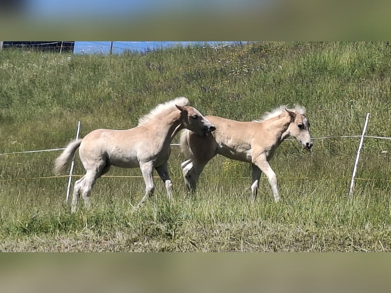 Haflinger Hengst Veulen (02/2026) 150 cm  in Landeck