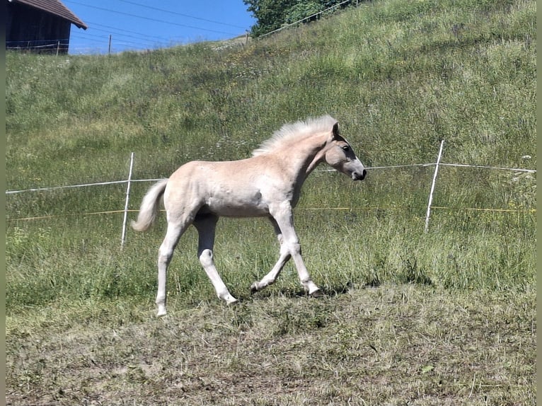Haflinger Hengst Veulen (02/2026) 150 cm  in Landeck