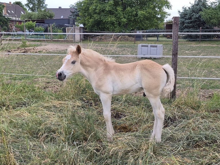 Haflinger Hengst Veulen (05/2026) 150 cm Vos in Falkenberg/Elster