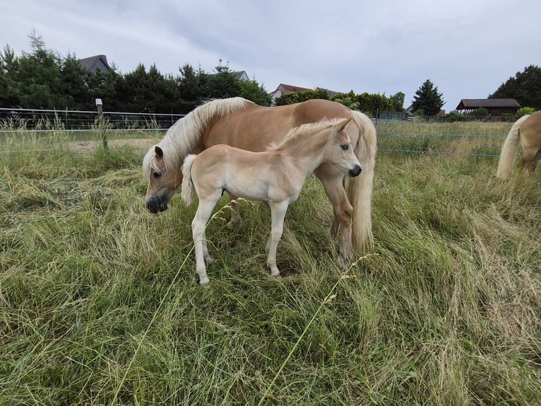 Haflinger Hengst Veulen (05/2026) 150 cm Vos in Falkenberg/Elster