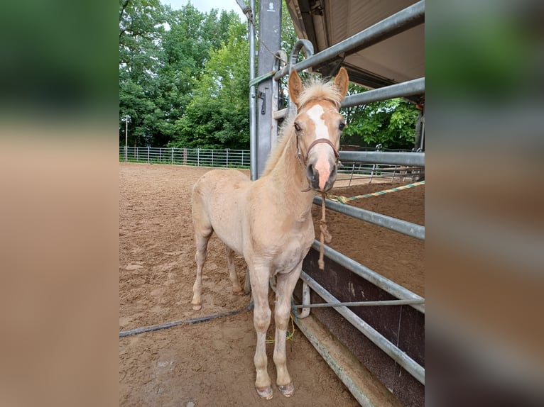 Haflinger Hengst Veulen (03/2026) 150 cm Vos in Steinen