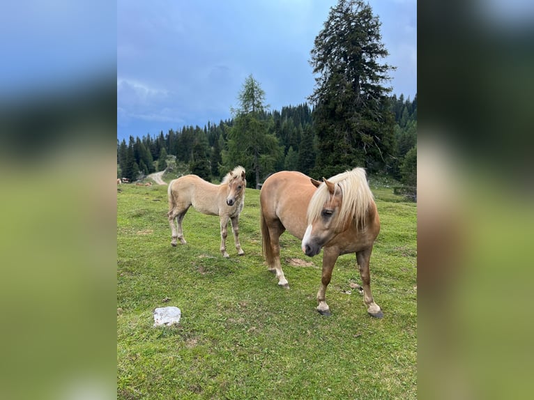 Haflinger Hengst Veulen (02/2026) 150 cm Vos in Villach