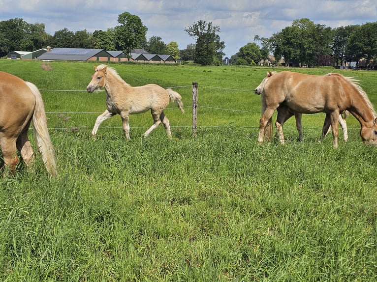 Haflinger Hengst veulen (02/2024) 150 cm Vos in Lunteren