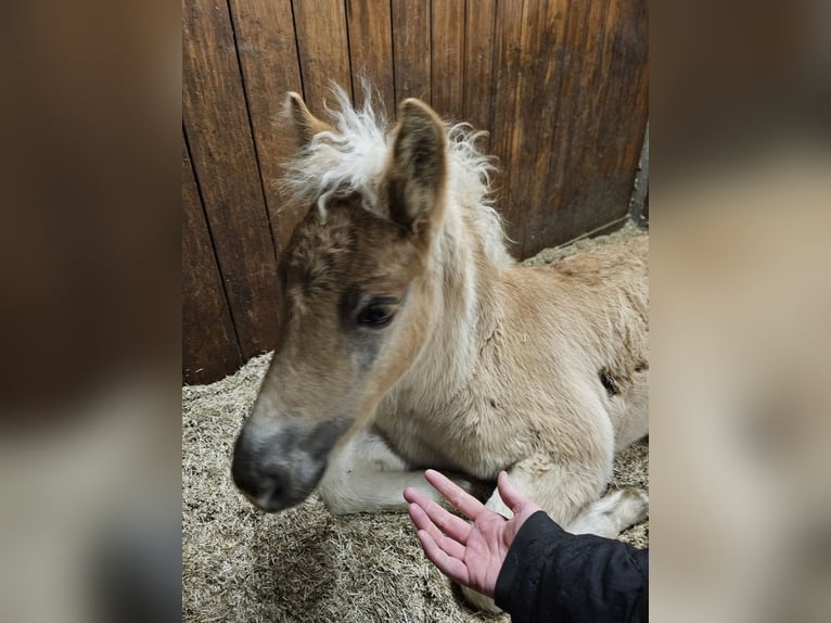 Haflinger Hengst veulen (02/2024) 150 cm Vos in Lunteren