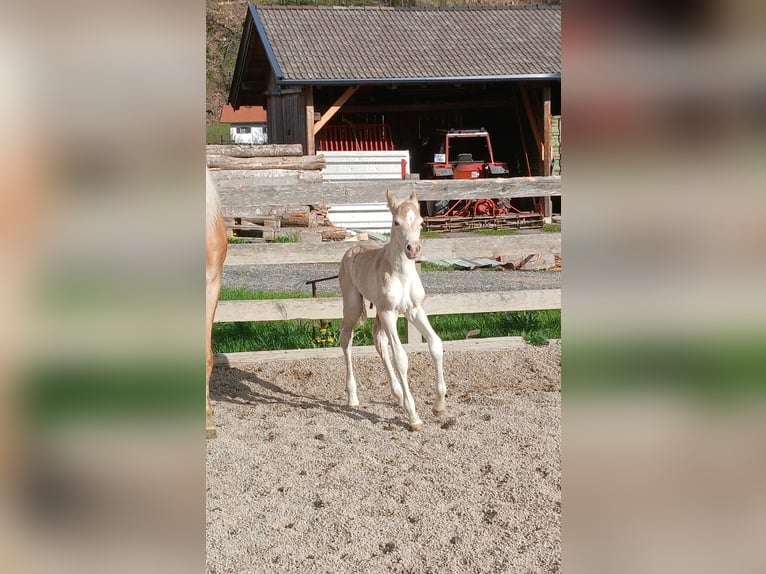 Haflinger Hengst Veulen (04/2025) 151 cm Vos in Schwoich