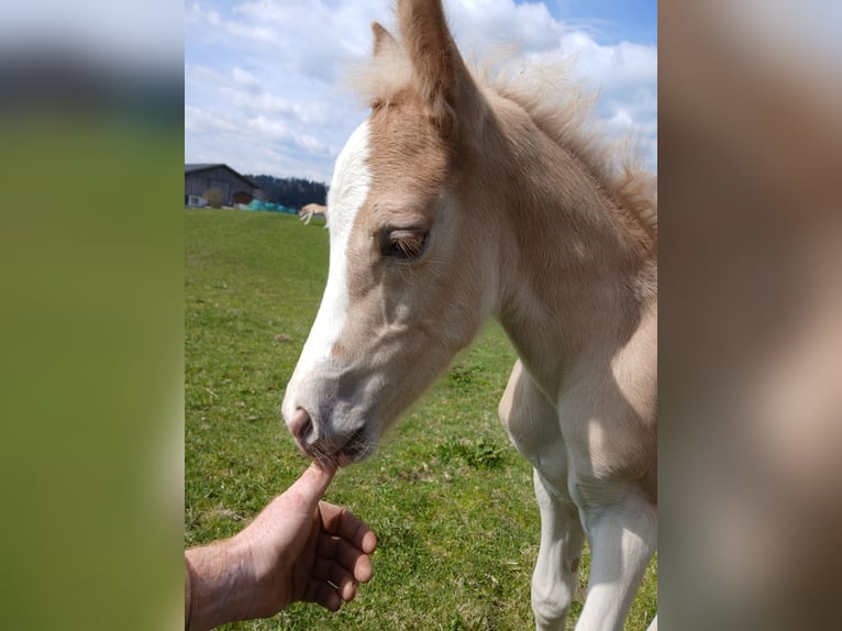 Haflinger Hengst Veulen (04/2025) 151 cm Vos in Schwoich