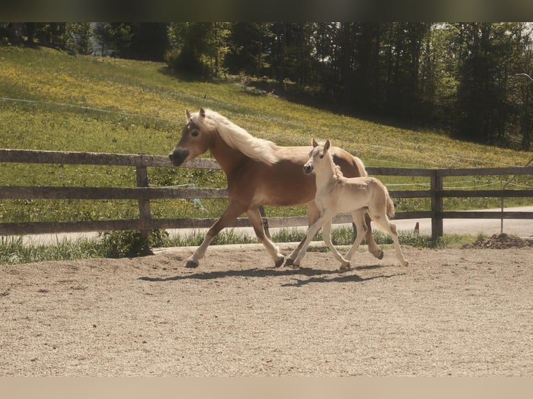 Haflinger Hengst Veulen (04/2025) 151 cm Vos in Schwoich