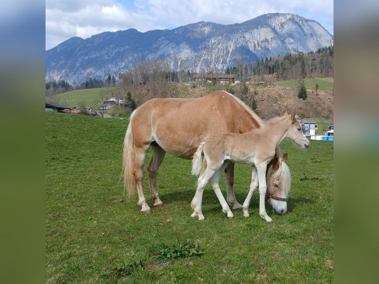 Haflinger Hengst Veulen (04/2025) 151 cm Vos in Schwoich