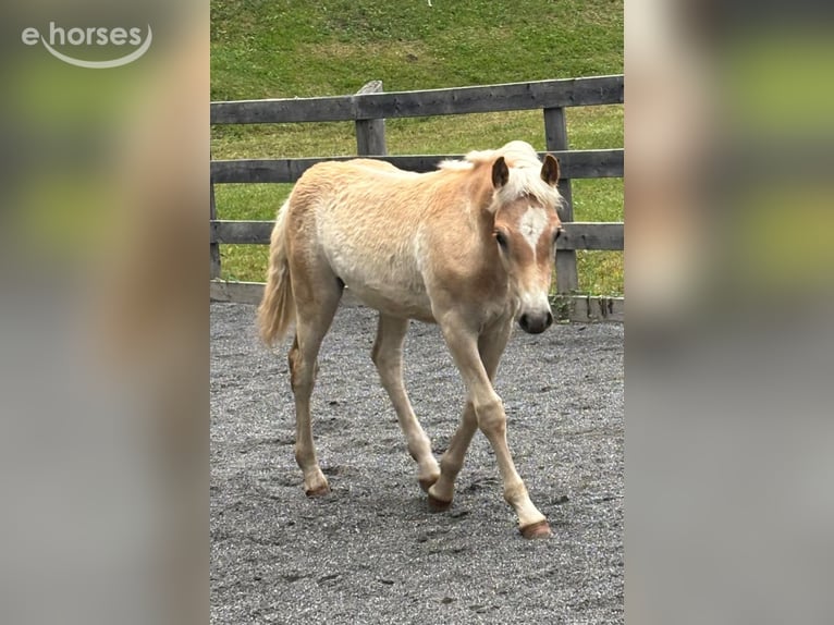 Haflinger Hengst Veulen (03/2026) 152 cm  in Nauders
