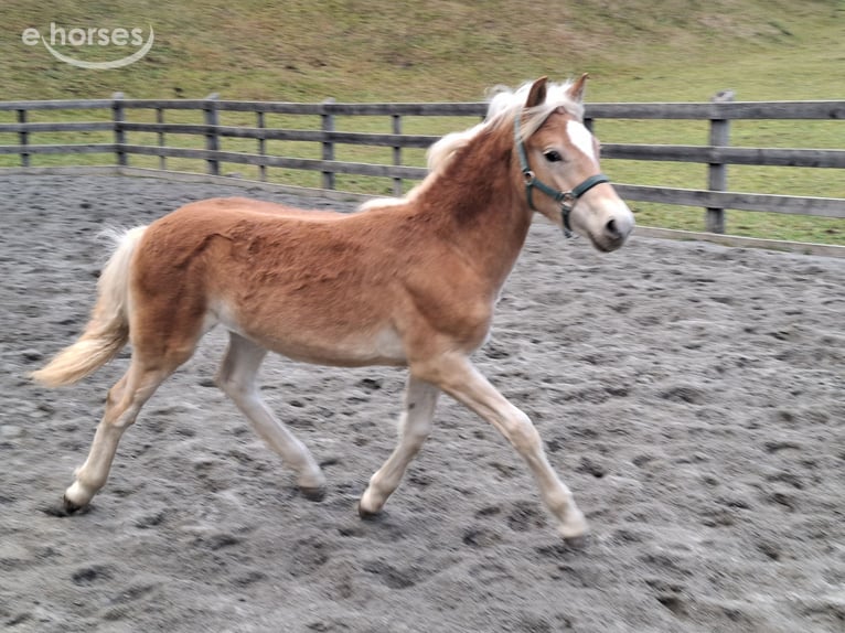 Haflinger Hengst Veulen (03/2026) 152 cm  in Nauders
